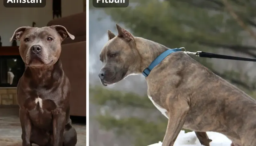 Dwa psy, Amstaff i Pitbull, prezentują różne rasy pitbulli. Jeden siedzi w domu, drugi stoi na śniegu.