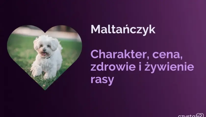 Uroczy piesek rasy maltańczyk biegnie po trawie. Tekst informuje o charakterze, cenie, zdrowiu i żywieniu tej rasy.