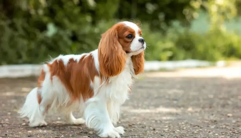 Uroczy cavalier king charles spaniel o rudych łatach na białym futrze, spacerujący po kamienistej ścieżce wśród zieleni.