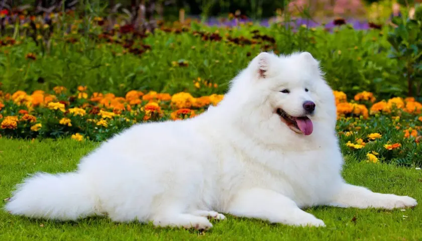 Biały samoyed czarny, leżący na trawie wśród kwitnących kwiatów, wygląda jak śnieżna chmurka.