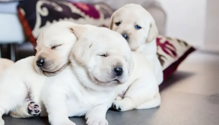 Trzy śpiące szczenięta labradora wtulone w siebie. Widać ich przyrost wagi, są okrągłe i słodkie.