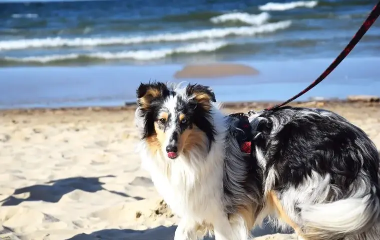 Piękny owczarek szetlandzki, zwany też szkockim, z tęczowymi oczami na plaży.