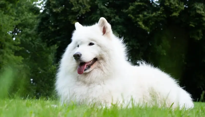 Uśmiechnięty samojed, którego charakter to radość i przyjazność, leży na zielonej trawie.