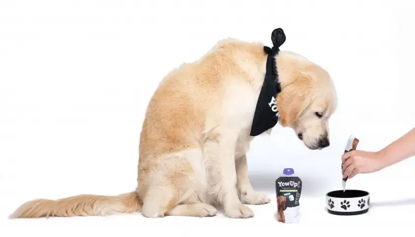 Złoty retriever w bandanie zastanawia się, czy pies może jeść jogurt naturalny. Obok stoi opakowanie jogurtu i miska.