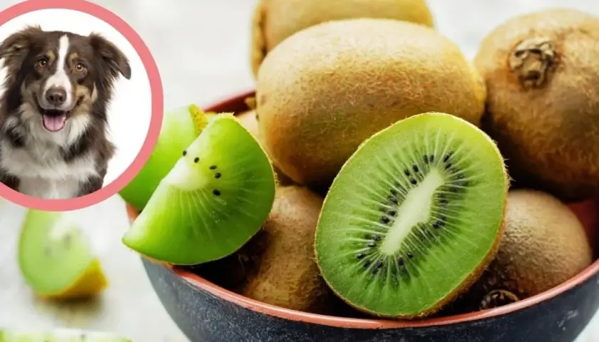 Uśmiechnięty piesek zastanawia się, czy pies może jeść kiwi. W misce świeże owoce kiwi, niektóre pokrojone.