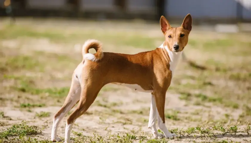 Basenji o ciekawskim usposobieniu, z charakterystycznym zakręconym ogonem, stoi na trawiastym podwórku.