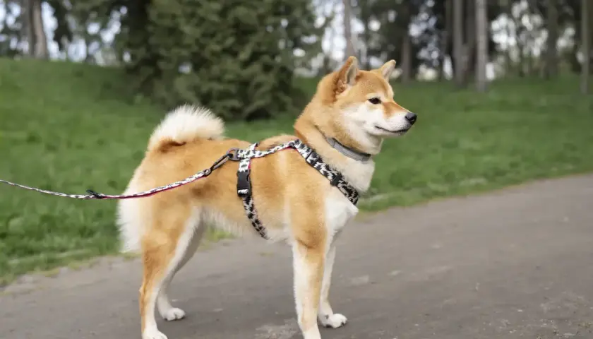 Uroczy shiba inu w szelkach i na smyczy spaceruje po parku.