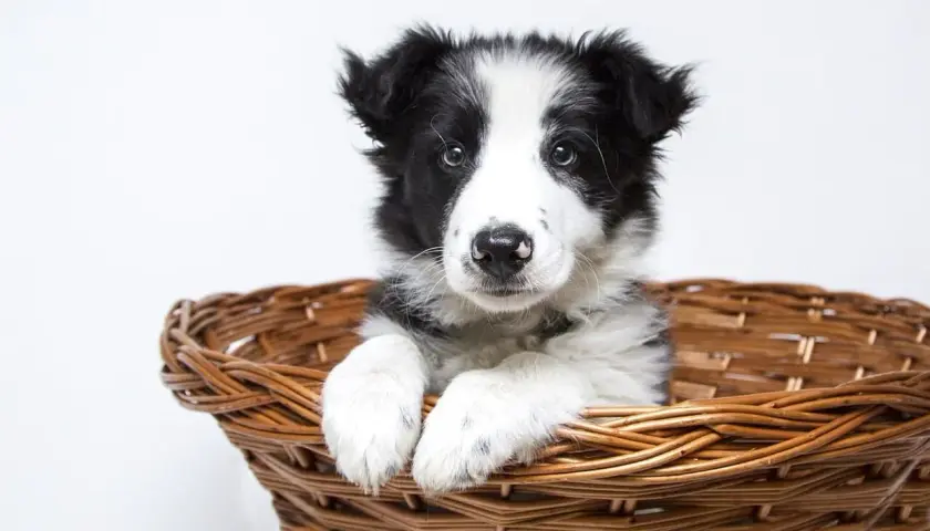 Uroczy szczeniak rasy border collie w koszyku. Idealny przykład pięknych psów z hodowli.
