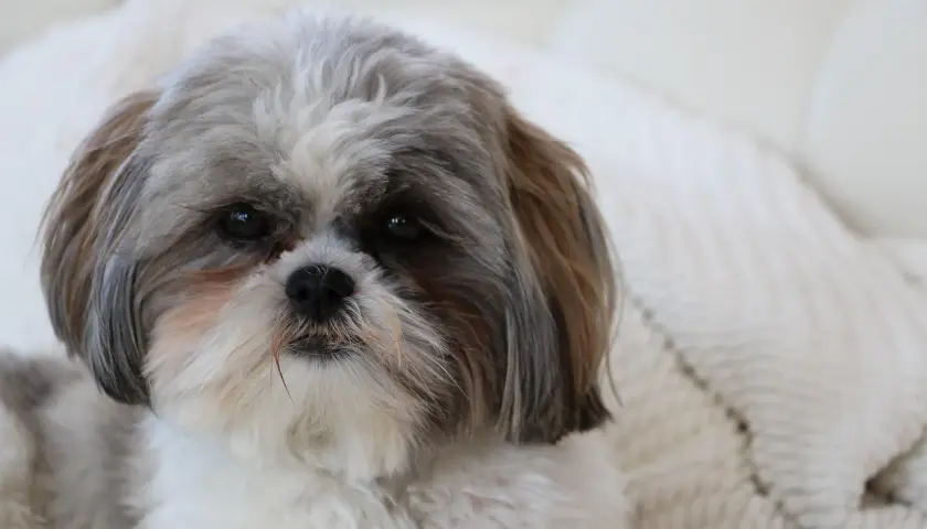 Uroczy shih tzu z puszystą sierścią, idealna waga dla tej rasy.