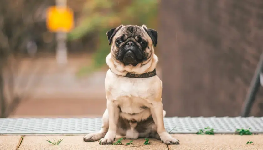 Smutny mops siedzi na chodniku, zastanawiając się, jak odchudzić psa.