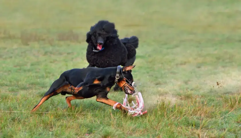 Doberman w kagańcu z zębami chwyta zabawkę, podczas gdy czarny pudel obserwuje go z tyłu. Doberman agresywny w akcji.