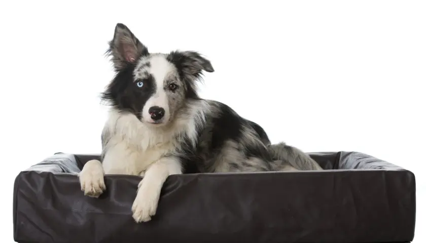 Border collie z heterochromią, leżący w legowisku, zaprzecza stereotypom, że czy border collie jest agresywny.