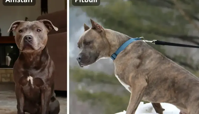 Porównanie amstaffa i pitbulla. Różnice w wyglądzie tych psów są subtelne, ale widoczne.