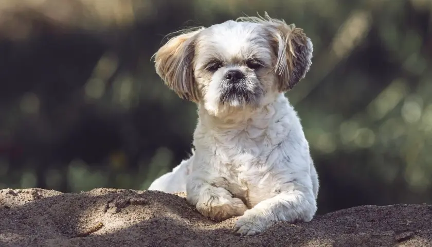 Shih tzu na piasku, zastanawia się, czy pies może jeść kapustę kiszoną.