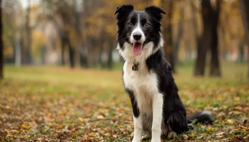 Inteligentny border collie siedzi na jesiennym tle, z językiem na wierzchu.
