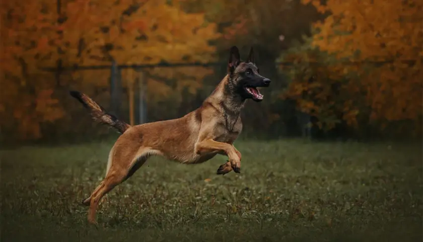 Dynamiczny owczarek malinois w skoku na tle jesiennych drzew.