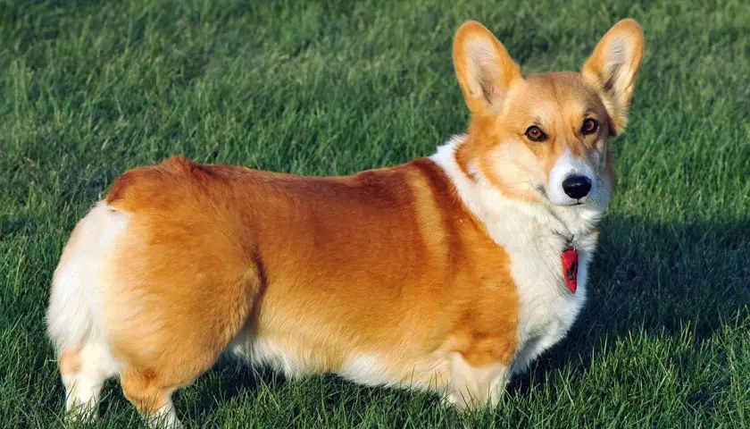 Rudy corgi na zielonej trawie. Corgi ile żyje? Średnio 12-15 lat, ale ten wygląda na zdrowego i pełnego energii!