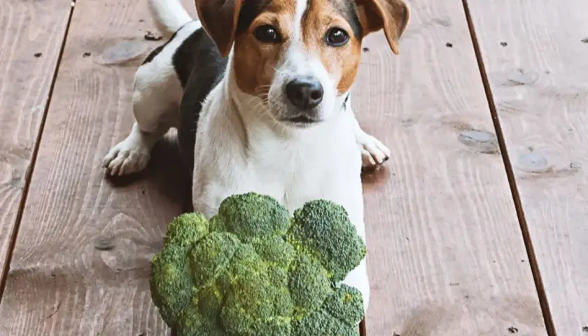 Jack Russell z brokułem na drewnianej podłodze. Czy pies może jeść brokuły? Ten psiak wygląda na zaintrygowanego.