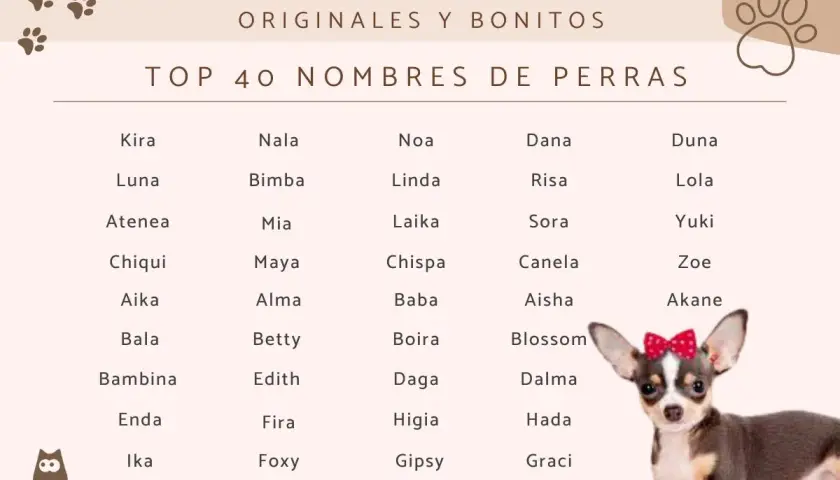 Lista "Top 40 Nombres de Perras" z uroczym pieskiem. Szukasz najładniejsze imię dla suczki? Znajdziesz tu inspiracje jak Luna, Kira, czy Lola.