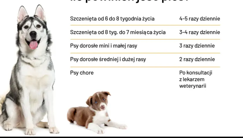 Tabela: ile powinien jeść szczeniak i dorosły pies. Podano częstotliwość karmienia w zależności od wieku i wielkości psa.