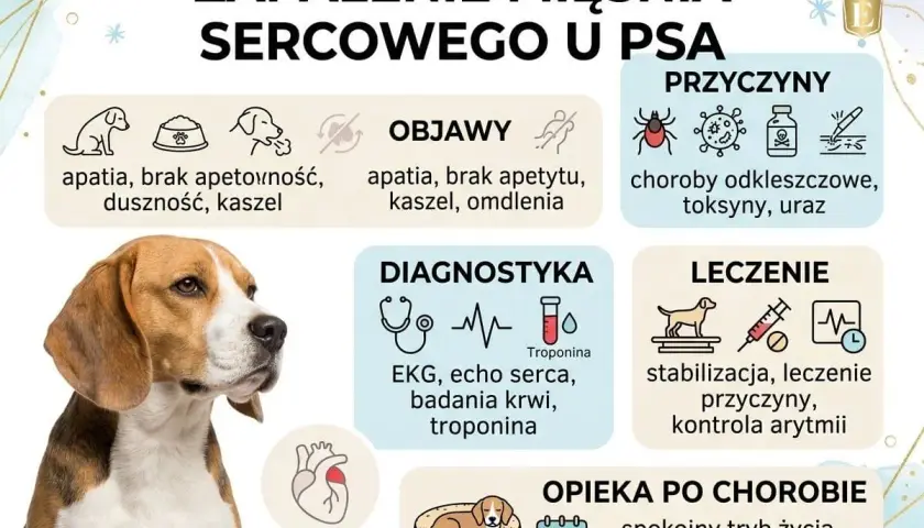 Grafika o zapaleniu mięśnia sercowego u psa. Objawy: apatia, brak apetytu, duszność, kaszel, omdlenia. Przyczyny: choroby odkleszczowe, toksyny, uraz. Diagnostyka: EKG, echo serca, badania krwi, troponina. Leczenie: stabilizacja, leczenie przyczyn, kon...