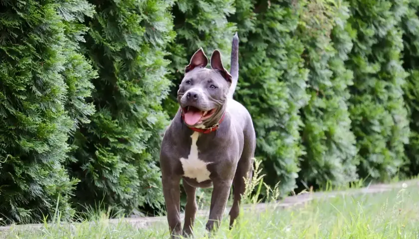 Szary pitbull z białą plamą na piersi, z otwartym pyskiem i językiem na wierzchu, biegnie przez trawę. Jego uścisk szczęki jest gotowy do zabawy.