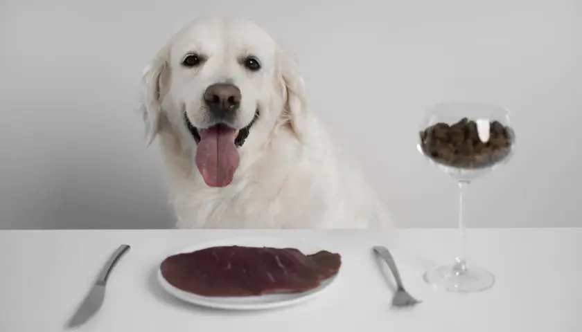Uśmiechnięty golden retriever czeka na posiłek. Na stole talerz z surowym mięsem i kieliszek z karmą, symbolizujące dietę BARF.