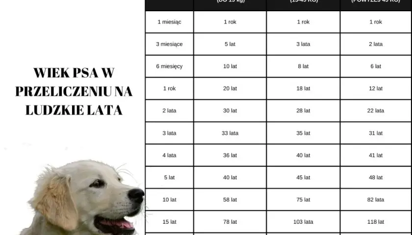 Tabela porównująca wiek psa w ludzkich latach. Dowiedz się, ile żyje golden retriever w przeliczeniu na ludzkie lata.