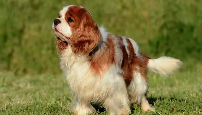 Uroczy cavalier king charles spaniel rudy, z białymi łatami, stoi na zielonej trawie, patrząc w górę z zaciekawieniem.