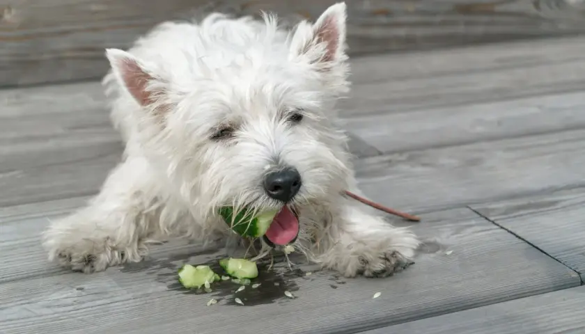 Biały piesek westie gryzie ogórka, a wokół leżą jego kawałki. Czy pies może ogórka? Ten wygląda na zadowolonego!