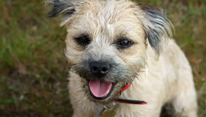 Uśmiechnięty border terrier z rudawym futrem i czarnymi uszami, siedzący na trawie.