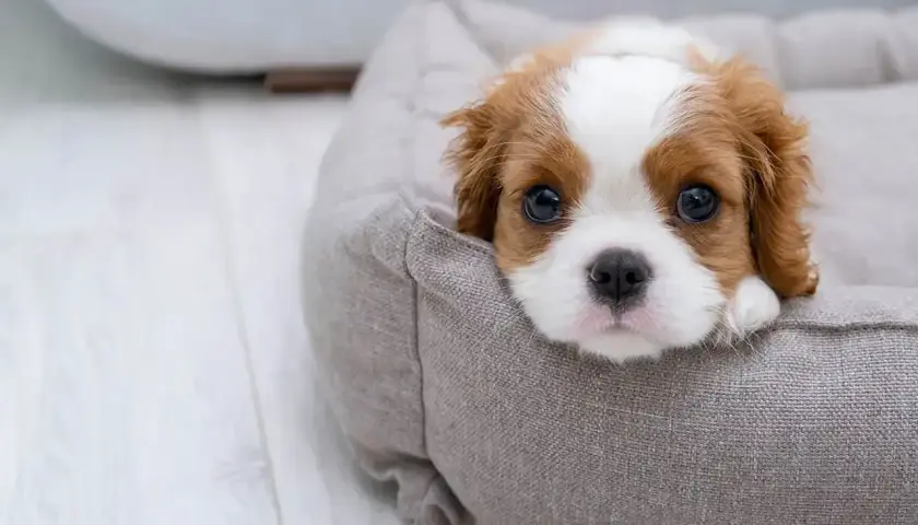 Uroczy szczeniak Cavalier King Charles Spaniel w swoim legowisku. Chcesz wiedzieć, jak oduczyć psa sikać w domu? Ten maluch potrzebuje cierpliwości i konsekwencji.