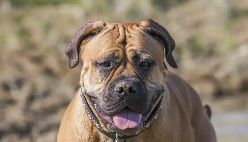 Uspokojony bullmastiff z językiem na wierzchu. Czy bullmastiff jest agresywny? Ten pies wygląda na przyjaznego.