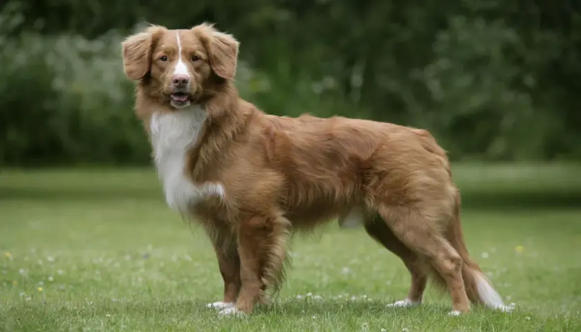 Rudy retriever z Nowej Szkocji, z białym znaczeniem na piersi, stoi na zielonej trawie.