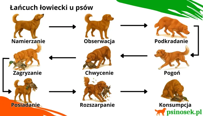 Cykl łowiecki psa: namierzanie, obserwacja, podkradanie, pogoń, chwycenie, rozszarpanie, konsumpcja, posiadanie zdobyczy.
