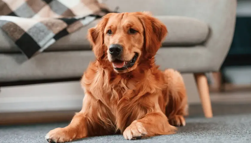 Złoty retriever leży na dywanie obok kanapy. Wygląda na smutnego, jakby czekał na powrót właściciela, bo szczeniak piszczy jak zostaje sam.