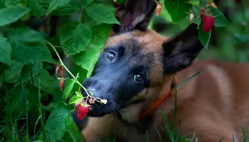 Szczeniak belgijskiego owczarka malinois próbuje malin prosto z krzaka. Czy pies może maliny? Ten maluch zdaje się mówić tak!