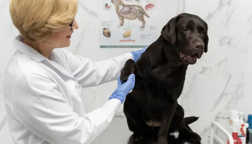 Weterynarz bada łapę brązowego labradora, upewniając się, czy pies może jeść czekoladę.