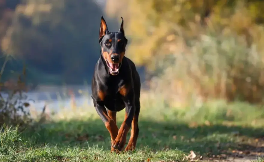 Ile waży doberman? Norma dla psa i suki oraz ocena sylwetki