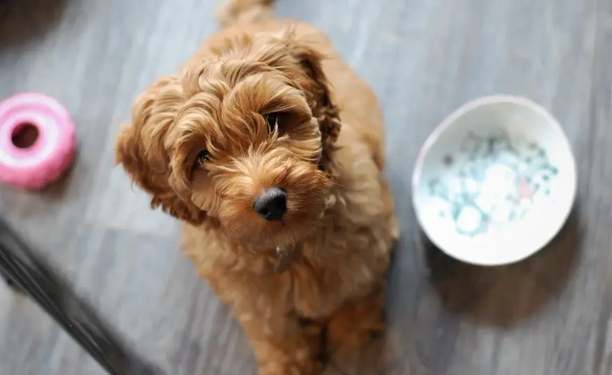 Labradoodle - charakter, pielęgnacja i koszty opieki
