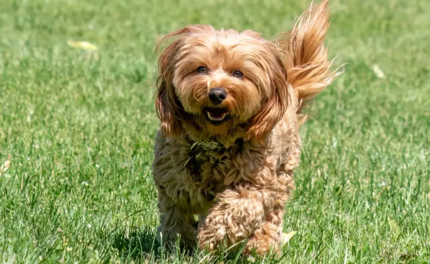 Dorosły cavapoo - rozmiar, charakter i codzienna opieka