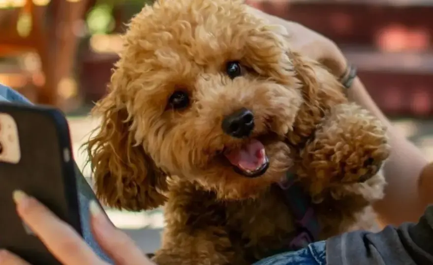 Czy maltipoo ma włosy czy sierść? Pielęgnacja okrywy