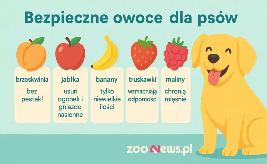 Czy pies może jeść brzoskwinie? Miąższ tak, pestka nigdy
