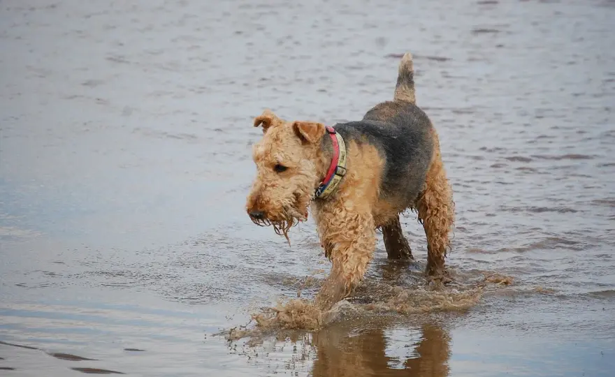 Airedale terrier - charakter, potrzeby i codzienna opieka