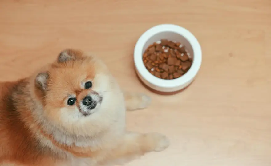 Karma dla suki w ciąży - kiedy zmienić dietę?