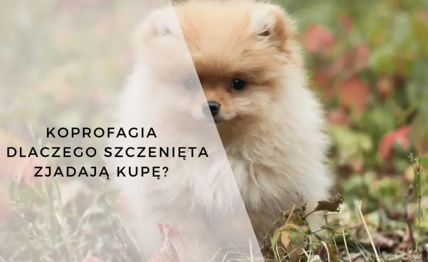 Szczeniak zjada odchody? Przyczyny koprofagii i skuteczne kroki