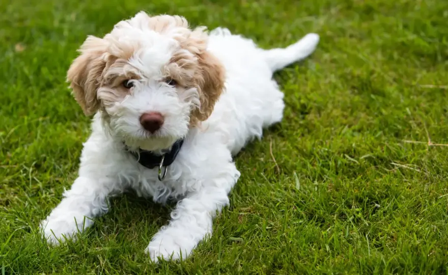 Lagotto romagnolo - charakter, pielęgnacja i koszty rasy