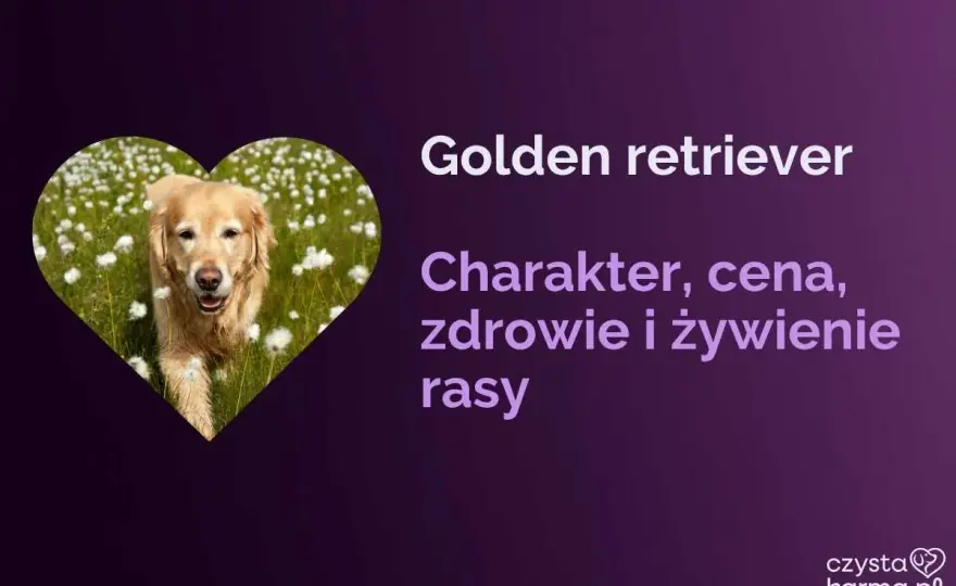 Jaka karma dla goldena? Praktyczny wybór dla zdrowej sylwetki