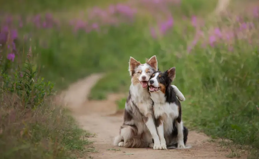 Ile lat żyje border collie i co wpływa na jego zdrowie?