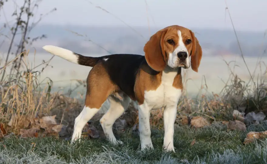 Kiedy beagle jest dorosły? Wiek, wzrost i dojrzałość